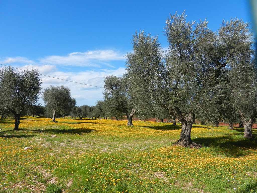 Il Trullo e il Fico Maison de charme
