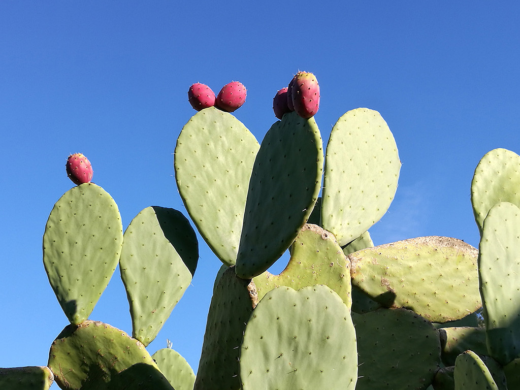 Il Trullo e il Fico Maison de charme
