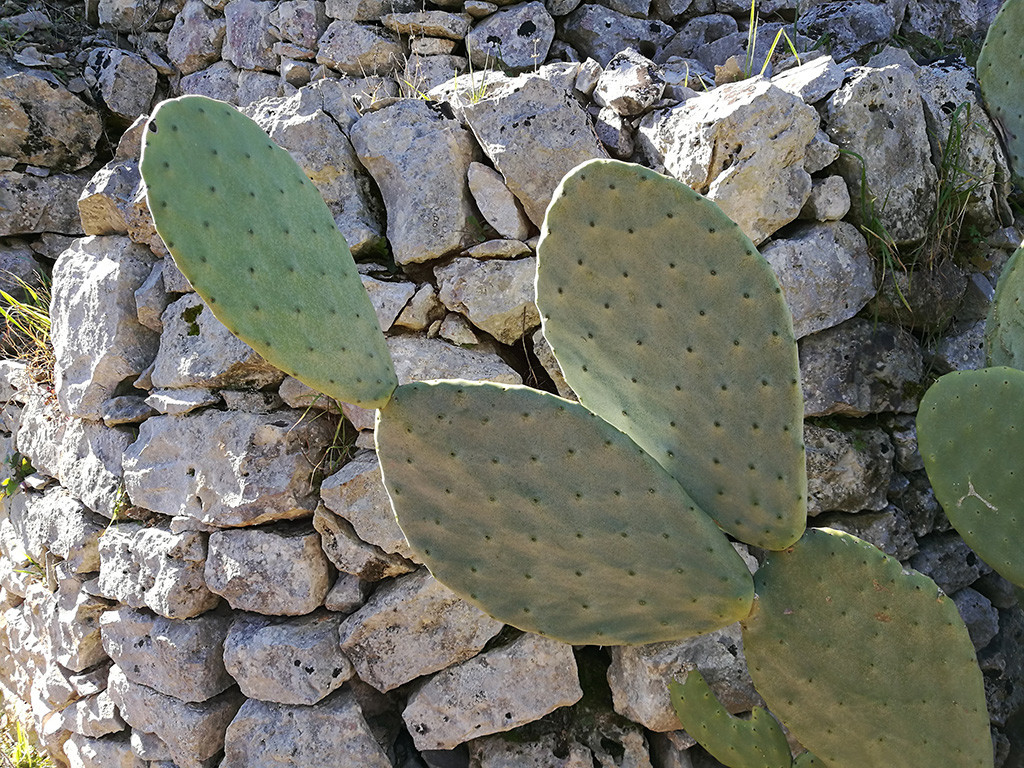 Il Trullo e il Fico Maison de charme