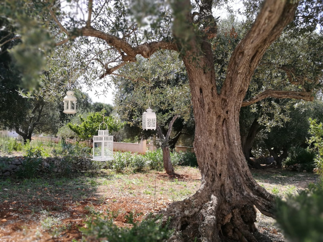Il Trullo e il Fico Maison de charme